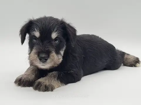 Schnauzer Miniature  Boromir Du Mont De La Chenaie photo 2