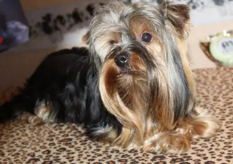 Yorkshire Terrier  Chiot 2 Du Puits Des Sortileges photo 2