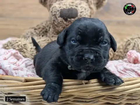 Cane Corso  Collier Guacamole De La Treizieme Legion bcd3e