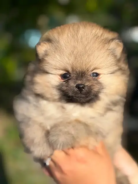 Spitz Allemand  Chiot N°4 Of The Dark Sea
