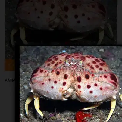 Crabe Calappa Granulata