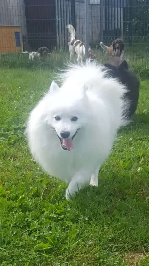 Spitz Japonais  Chiot N°5 Du Mont Chauve photo 2