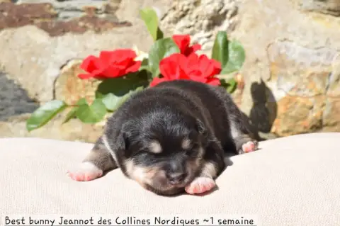 Chien Finnois De Laponie  Best Bunny Jeannot Des Coll ac706