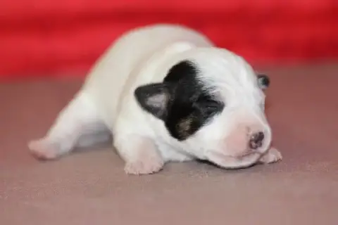 Jack Russell Terrier photo 3