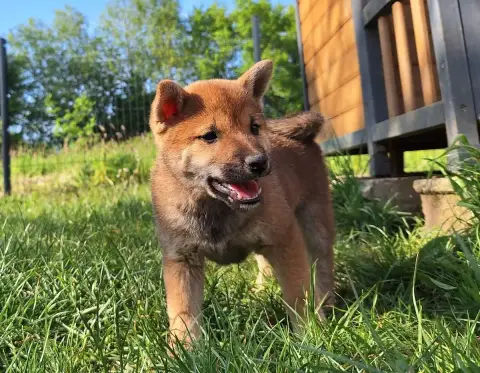 Shiba  Booky Akai Inu photo 2