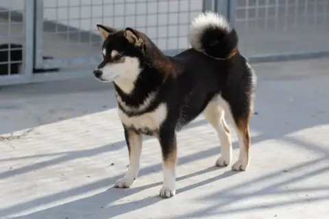 Shiba  Chiot 1 Ed Des Leus Altiers photo 3