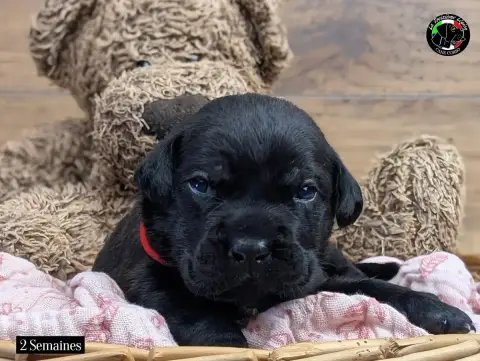 Cane Corso  Collier Rouge De La Treizieme Legion photo 3