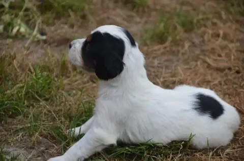 Setter Anglais  Chiot N°6 De La Foret Des Reves Bleus bd8aa photo 3