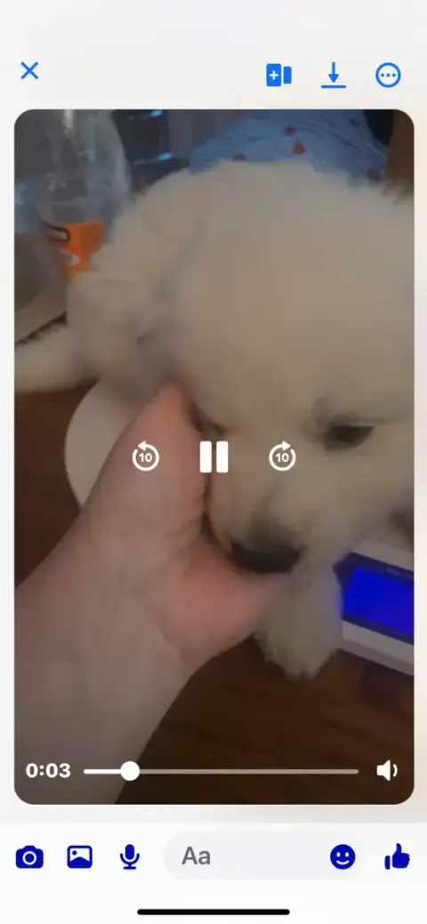 Berger Blanc Suisse  Sans Collier