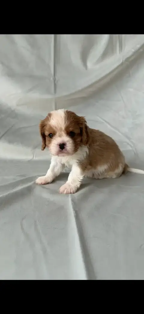 Cavalier King Charles Spaniel  Chiot N°1 De Castelbur dd66c