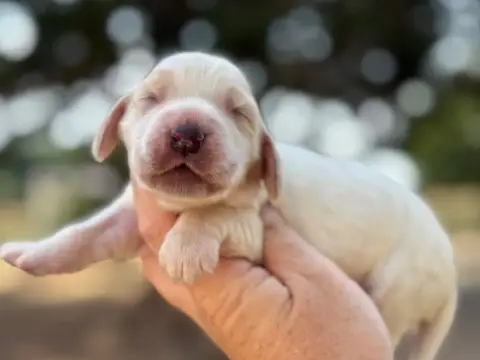 Cocker Spaniel Anglais 
                        Mâle  b42e3