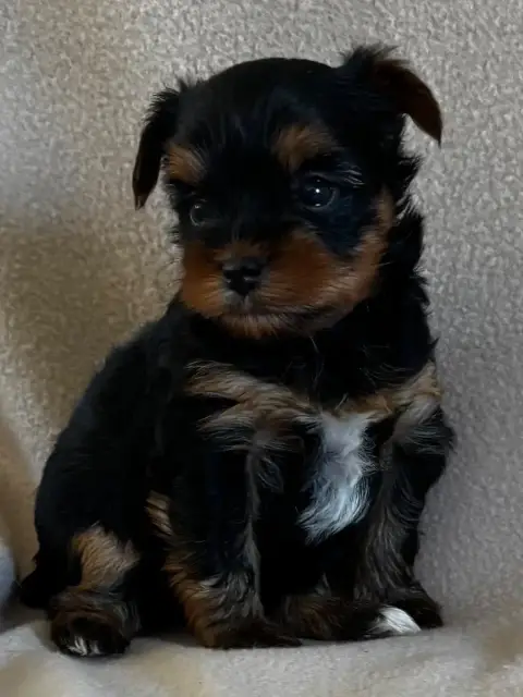 Yorkshire Terrier  Chiot 3 Du Royaume Des Choupettes 8cbc5 photo 2