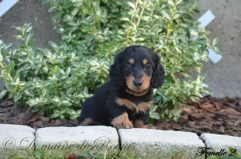 Teckel Poil Long  Chiot N°2 Du Domaine De Roujus