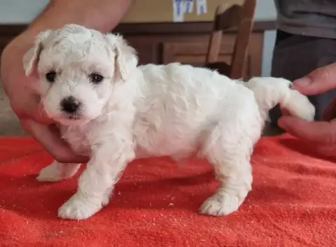 Bichon Frise  Chiot N°2 Des Hirondelles Du Voyage
