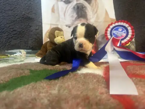 Bulldog Continental  Boston De La Roche De Balvenie 4d108 photo 3
