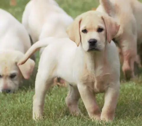 Labrador Retriever  Arko De Beaudribos