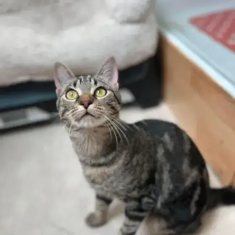 Adorable Junior-Yona