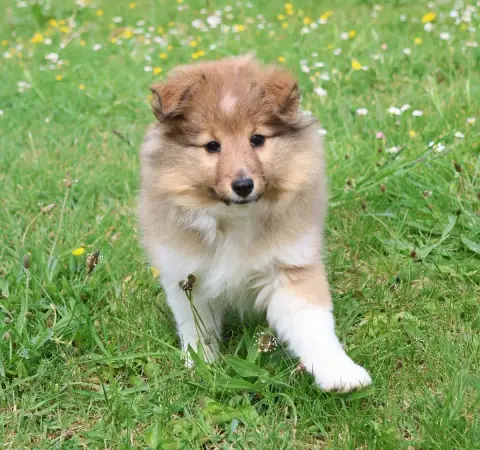 Shetland Sheepdog  Chiot N°1 Du Royaume De La Petite  2ad70 photo 2