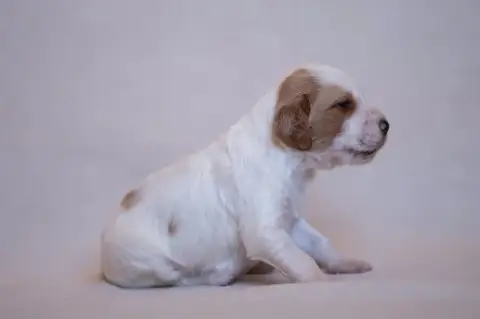 Setter Anglais  Chiot 6 De La Danseuse Des Bois Du Co 0eae1