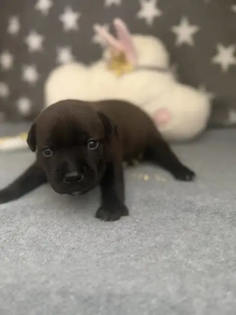 Staffordshire Bull Terrier  Bond Of Suprême Staffy'S 847ce