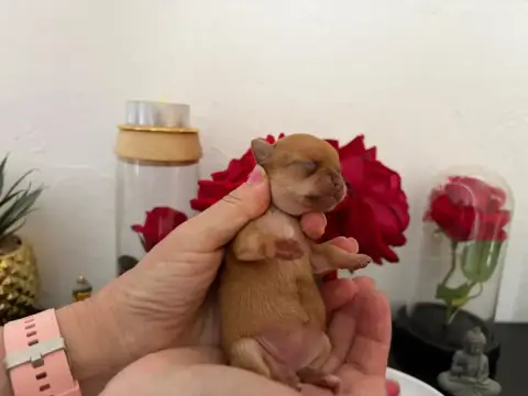 Chihuahua  Chiot N°4B Des Roses De Lolita
