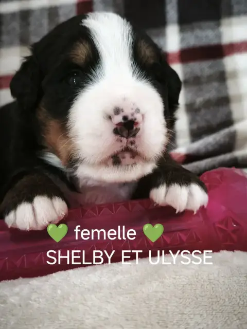 Adopter Bouvier Bernois 
                        Collier Vert 8b222