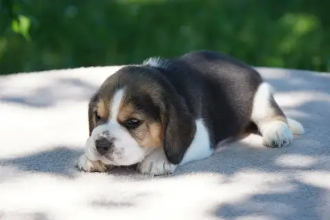 Beagle  Chiot N°2 Forgiveness American Dog photo 3