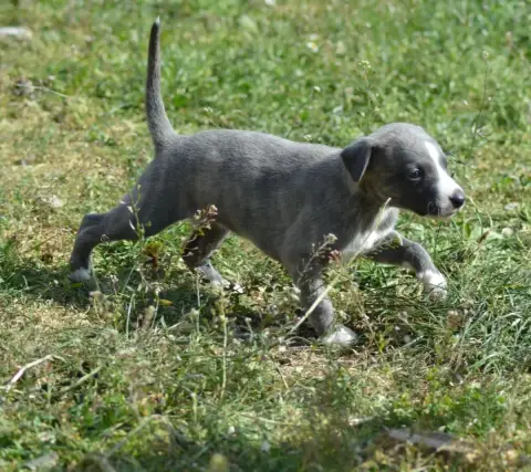 Whippet  Chiot 1 Du Haras Eclair Horside'Whip photo 2