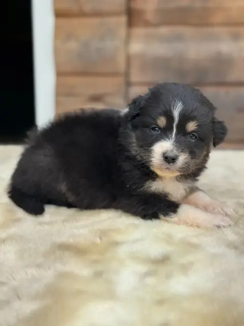 Berger Australien  Baby Tiana Des Gardiens D'Hadès photo 2