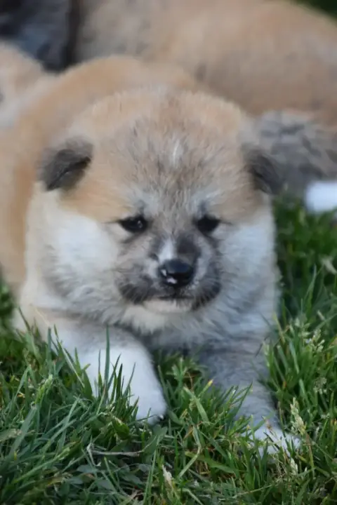 Akita  Chiot Collier Vert Of Imperial Kitsune