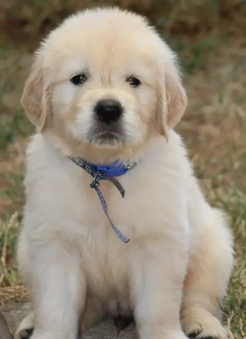 Golden Retriever  M. Bleu Des Grenouillettes Du Vexin 01c24