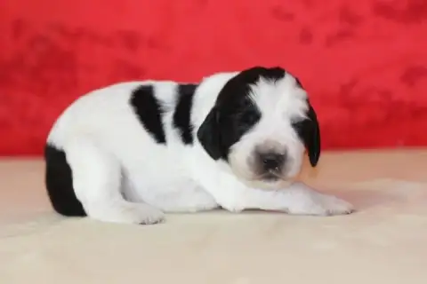 English Springer Spaniel photo 3