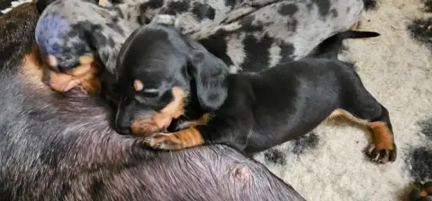Adopter Teckel Poil Ras 
                        Chiot Noire  2ce78