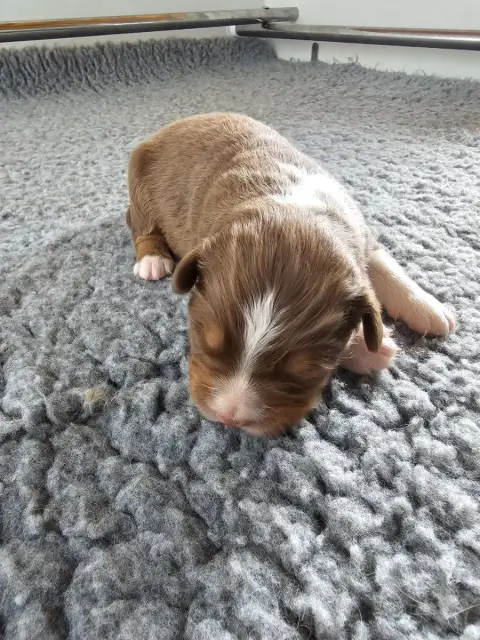 Berger Australien  Chiot 2 Of Luna'S Farm photo 2