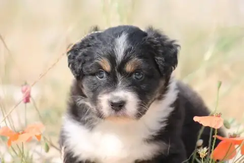Berger Australien  Chiot N°4 De L'Esprit Blanc Des Mo 10fb9