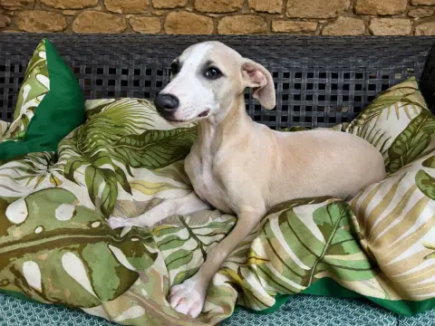 Whippet 
                        Balian Du Frison Imp f8784 photo 3