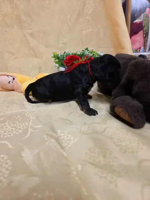 Cocker Spaniel Anglais 
                        B.... d149a