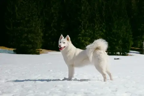 Laika De Iakoutie photo 3