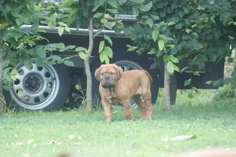Dogue De Bordeaux photo 3