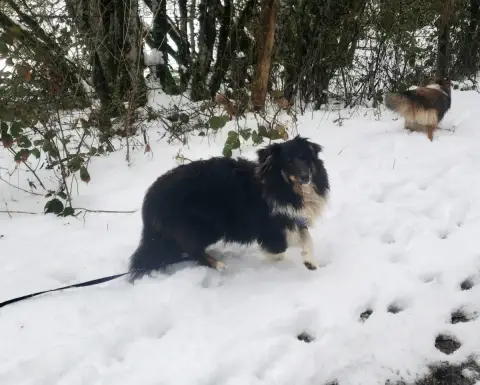 Shetland Sheepdog  Atchi Of Chiprey'S Hamlet photo 3
