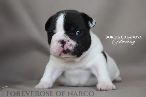 Bouledogue Français  Borgia Casanova Blueberry Foreve 54f39