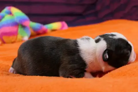 Boston Terrier  Chiot 3 Sweeties Doggies photo 3