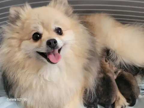 Spitz Allemand  Chiot N°4 Mosneranie