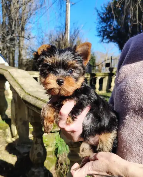 Yorkshire Terrier  Apollon Des Merveilles De Juliette bdad7 photo 2