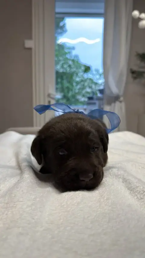 Labrador Retriever  Chiot N°10 Des Délices De Praline fe2a0