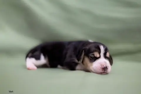 Beagle  Collier Vert Du Domaine D'Amandine