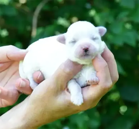 Coton De Tulear  Chiot N°1 De Dame Nature
