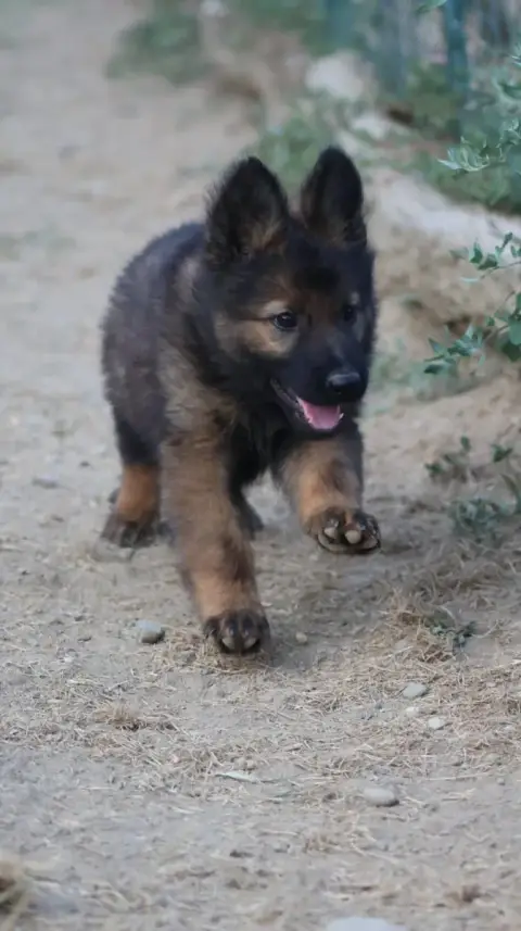 Berger Allemand 
                        Chiot N°4 Au b4133 photo 3