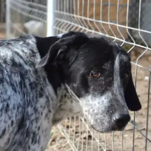 Miku 4 Ans – Une Chienne En Or À Adopter !