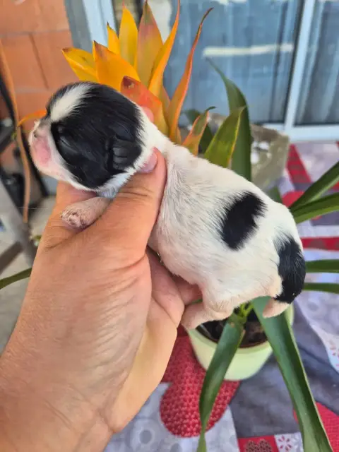 Shih Tzu  Chiot N°3 De La Plaine Du Jaelma photo 3